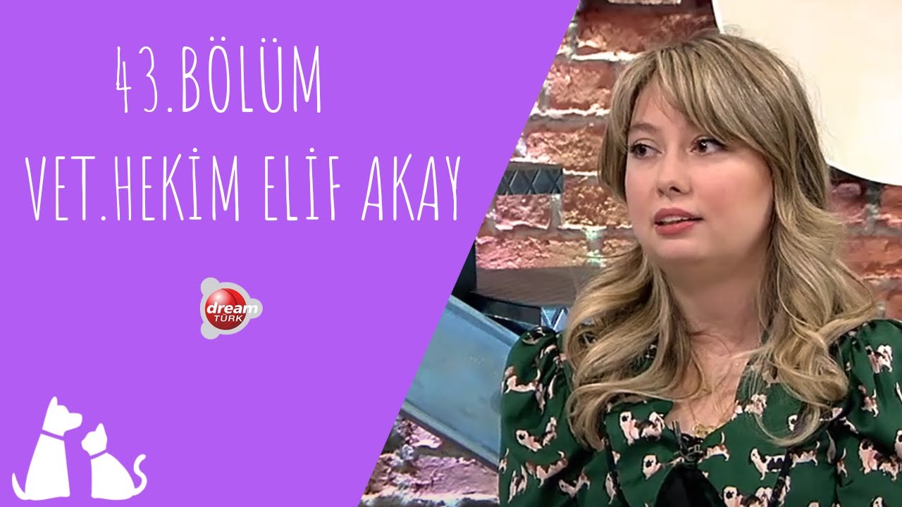 Kedi ve Köpeklerde Kulak Rahatsızlıkları | ÇOK YAŞA CAN DOSTUM