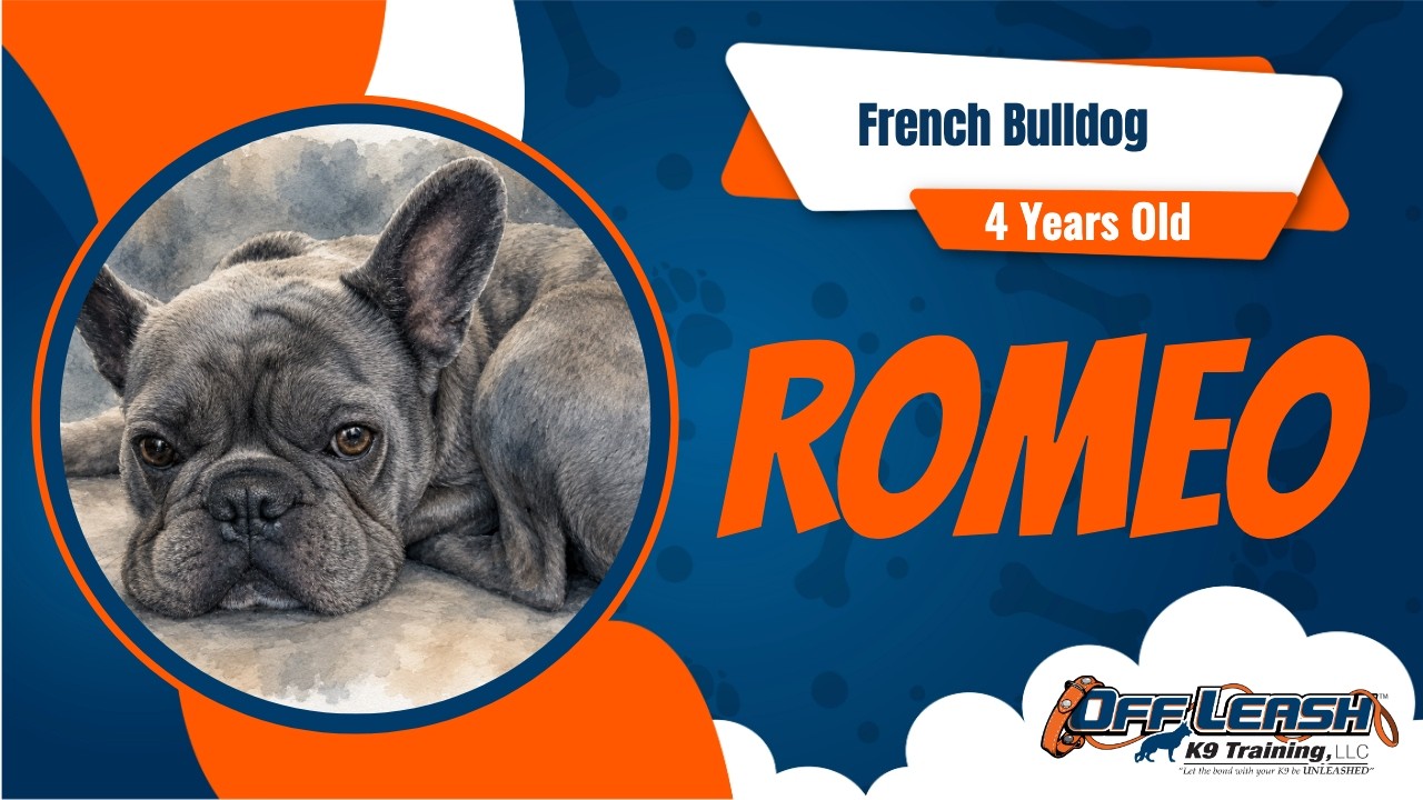 custom dog toy box Custom Dog Toy Box, Personalized Storage for Pet Toys