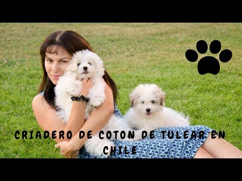 Vídeo: Diferencia Entre Bullmastiff Y Coton De Tulear