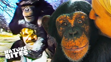 The Incredible Journey of a Language-Learning Chimp | Animal Conversations | Nature Bites