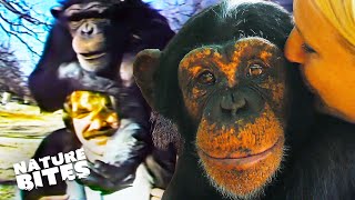 The Incredible Journey of a Language-Learning Chimp | Animal Conversations | Nature Bites
