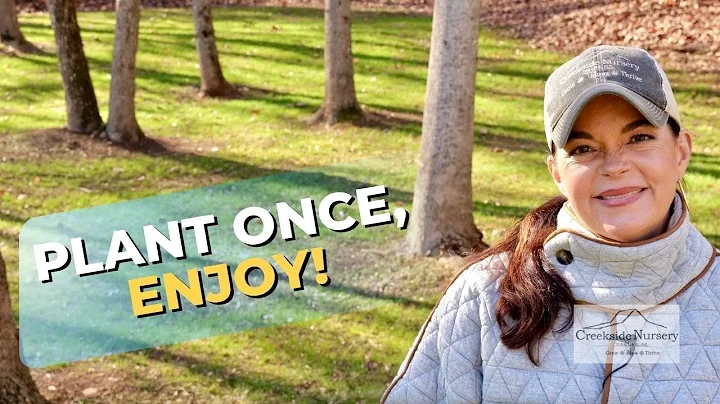 10 Must-Grow Perennials from Creekside Nursery (For Year-Round Interest)