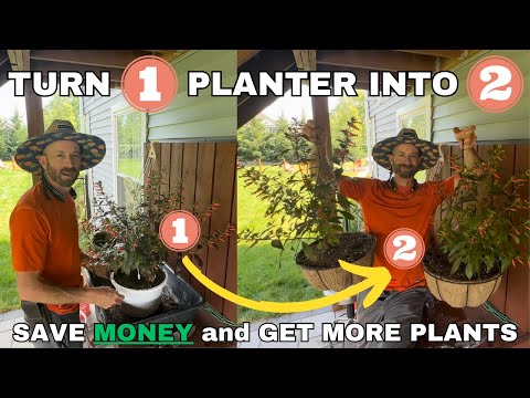 Split Container Pots...And Get More Plants!
