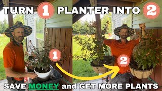 Split Container Pots...And Get More Plants!