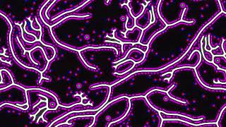 reaction-diffusion experiment pr test 08 prs 487 - spreading white in purple