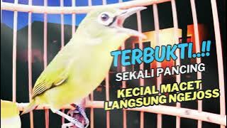 Terbukti Ampuh !! Pancingan Kecial Kuning Macet & Malas Bunyi, Dijamin Ngejos Sepanjang Hari