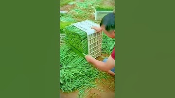 Unique technique for cutting chive plants so they are neat after harvest #shorts