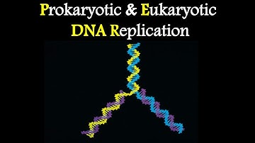 Difference Between Prokaryotic and Eukaryotic DNA replication