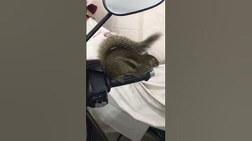 Tiếng gọi bạn tình tha thiết của Sóc đất