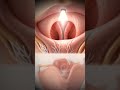 #Class12#B.sc#science#biology #voicebox #larynx#neck#vocalcords#parts of voice box
