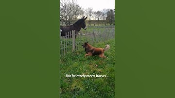 Dog meets giant donkeys! #funnydog #tervuren #donkeys #animalinteractions #cutedog #gsd #dogandhorse