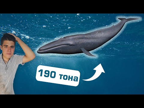 Видео: Най-големите животни на планетата: сините китове