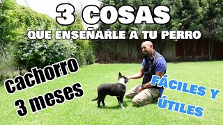 ¡3 cosas fáciles para enseñarle a tu NUEVO CACHORRO!