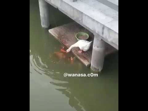 این است عاطفه یک مرغآبی       