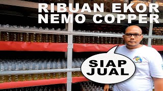 RIBUAN EKOR CUPANG NEMO COPPER BANYAK DISINI