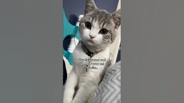 واکنش به صدای بچه گربه 