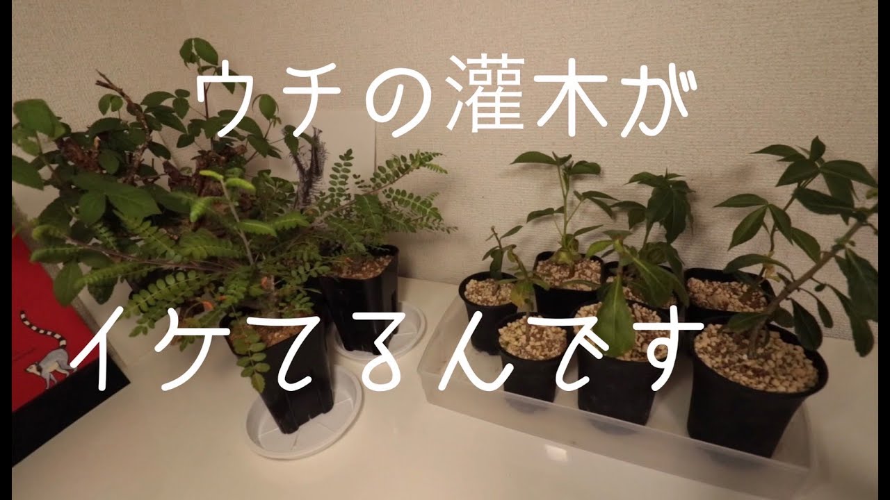 灌木】ここ最近ハマっている、灌木の成長記録。【塊根植物