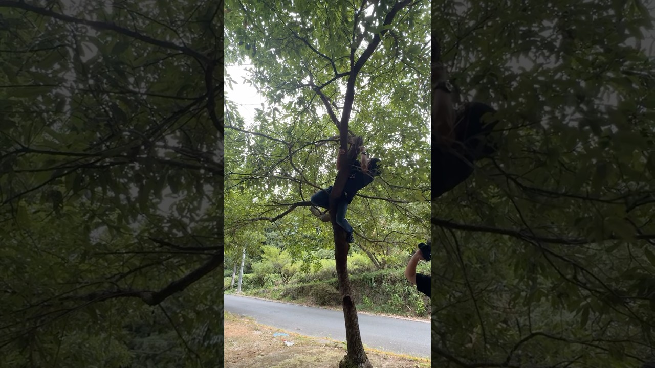 木に登って何かしている人がいた！！