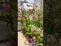 Terrace garden overview part 34 🟢#villagelife #gardening #youtubeshorts