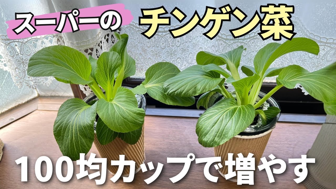 100均カップで簡単！チンゲン菜の切りくずを窓辺で増やす【リボベジ水耕栽培】
