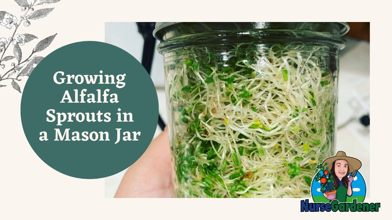 Growing Alfalfa Sprouts in a Mason Jar YouTube