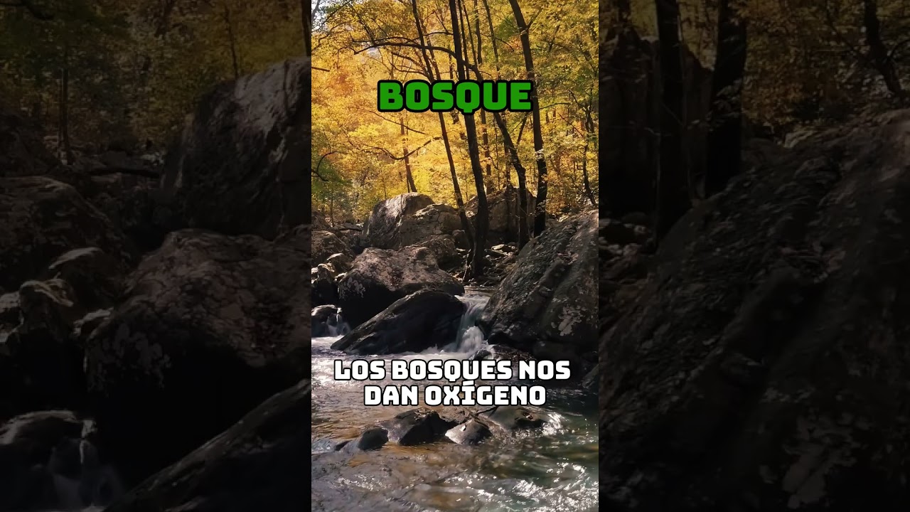 Miniatura de Bosque