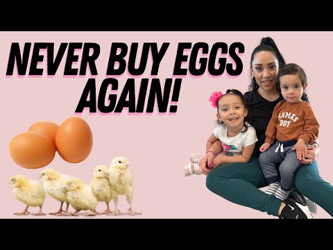 Never buy store bought eggs again - 5 reasons why you should start a chicken farm