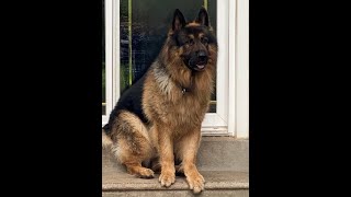 My King Shepherd at 4 months - Part 1 by mriad0 621 views 2 years ago 3 minutes, 4 seconds