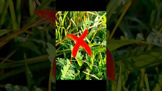 Sunset Creative Mobile Photography Tutorial || How To Click Creative Sunset Photography? #shorts