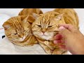 ごはん時以外は仲良しそっくり親子猫。