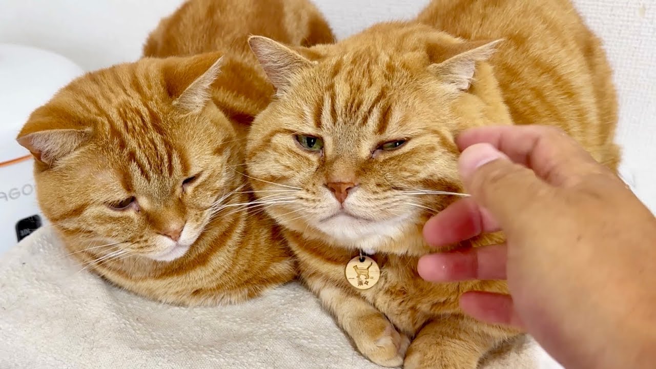 ごはん時以外は仲良しそっくり親子猫。 - YouTube
