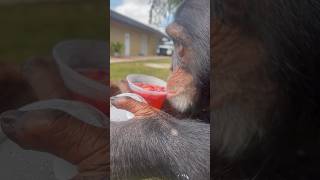 Chimpanzee Enjoying A Refreshing Strawberry 🍓 Juice