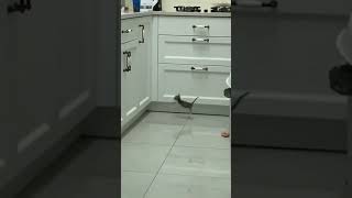 Cute Kitten Videos | SUBSCRIBE