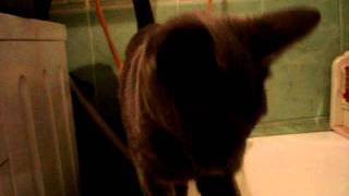 Russian blue cat mimimi/ Русская голубая кошка мимими Russian blue cat mimimi/ Русская голубая кошка мимими