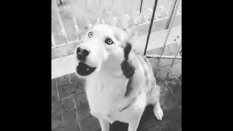 Il cane più intelligente al mondo
