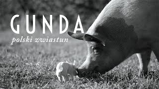 Gunda (2021) zwiastun PL, film dostępny na VOD