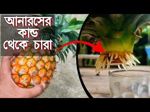 ভিডিও: টিনজাত আনারস খাবার কীভাবে তৈরি করবেন