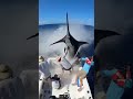 Swordfish Slams Fishing Boat… Ocean Fury Unleashed! 🐟🚤🌊황새치 어선 충돌… 바다의 분노 폭발! 🐟🚤🌊カジキが漁船に激突…海の怒り解放!🐟🚤🌊
