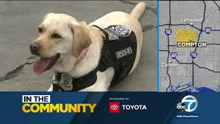 Meet Brownie, the new arson-sniffing dog for the Compton Fire Department.