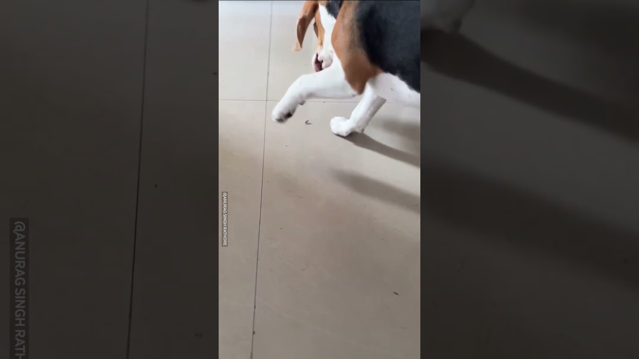 Beagle Plays With Ant! 🐜🐶