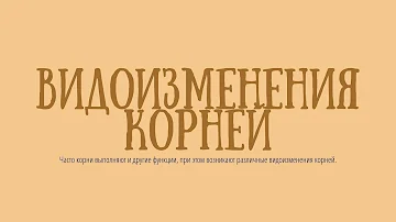 Видоизменение корней
