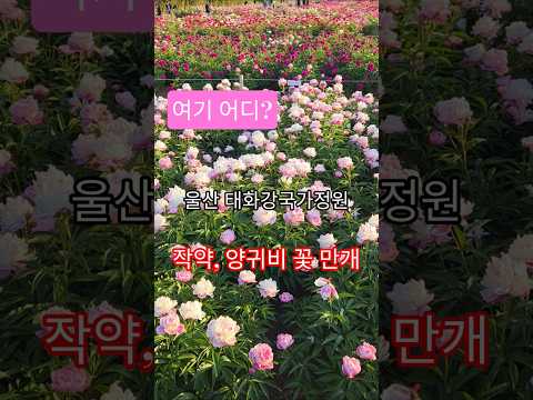 [울산에 All 이유] 태화강국가정원 작약, 양귀비 꽃 만개했어요. 2026.05.09 #태화강국가정원 #울산