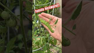 Something is eating my tomato plants #garden #nature #shorts Profile