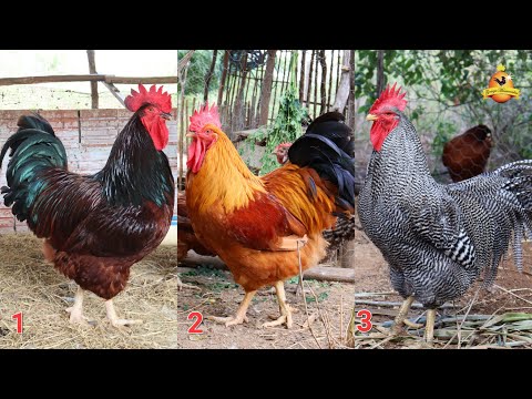 Video: Kinh nghiệm của tôi nuôi gà Ameraucana từ kéo đến gà mái
