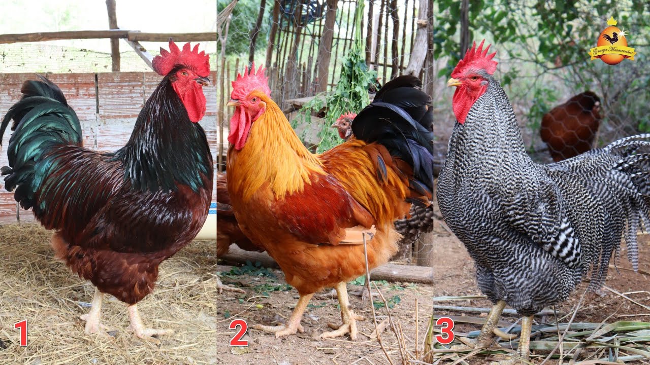 Analisando meus galos Reprodutores - Preço da ração, e mais...