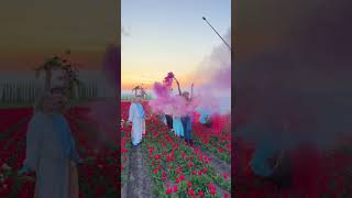 Тюльпановые поля в Беларуси