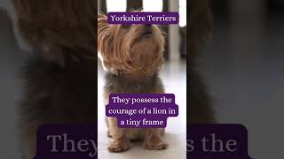 Dog Facts Series  the gorgeous Silky Terrier #doglover #dog #dogsareawesome #silkyterrier