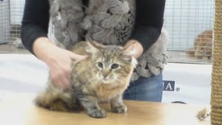 Молодой Мейн кун, Породы кошек Молодой Мейн кун, Породы кошек
