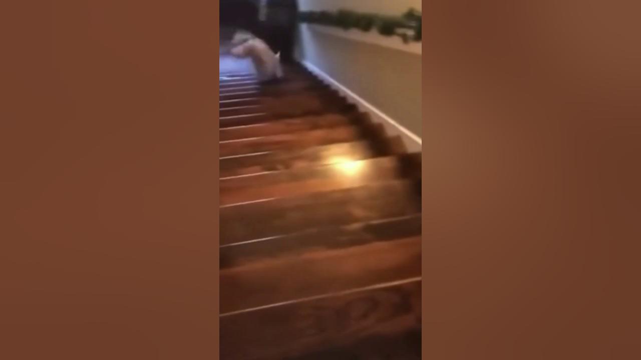 1 Hour Of A Dog Falling Down Stairs YouTube