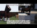Day In The Life Of My Pregnant Horse! | Winnie’s Routine! 🐴 | Minecraft Equestrian Roleplay
